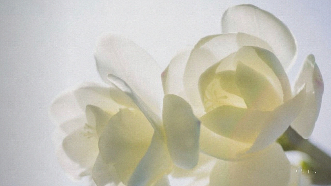 Close-up of petals illustrating the sensory world of La Fille Bougie & Musi candles